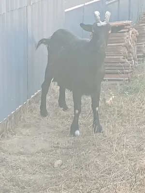 vand doua capre si o iada de asta primavara 
