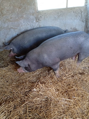 Porc de carne de vinzare