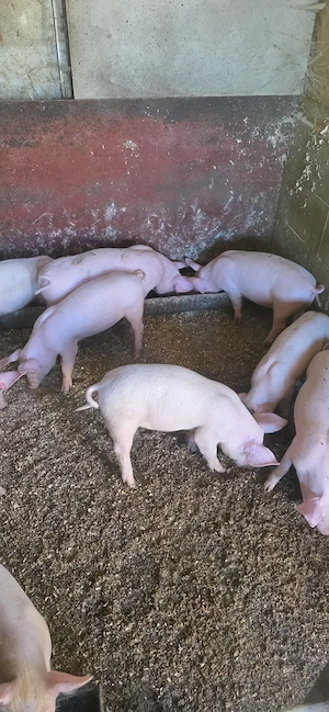 Vand porci 10 săptămâni 