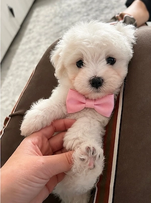 bichon cauta casuta 