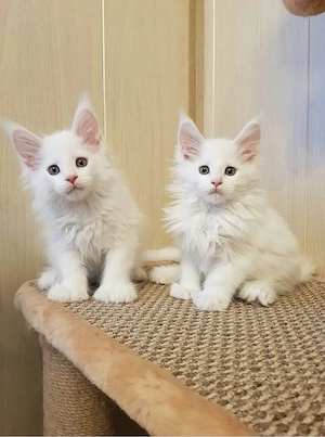 Maine Coon 