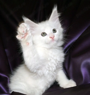 Maine Coon puiuti  - imagine 2