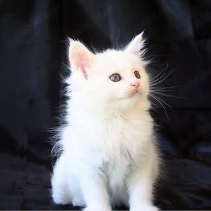Maine Coon puiuti 