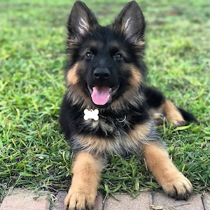 Ciobanesc German 
