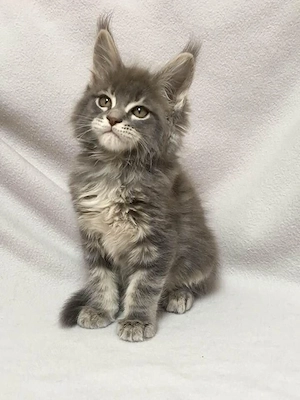 Maine Coon  - imagine 3