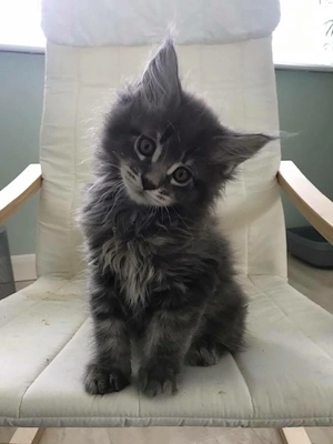 Maine Coon  - imagine 2