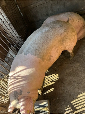 Porci pentru Craciun - imagine 5