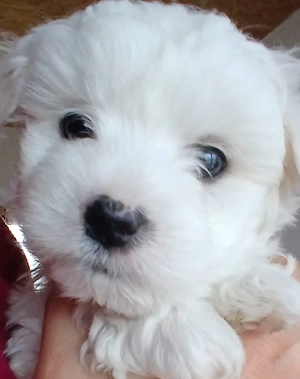 Bichon frise de vanzare!