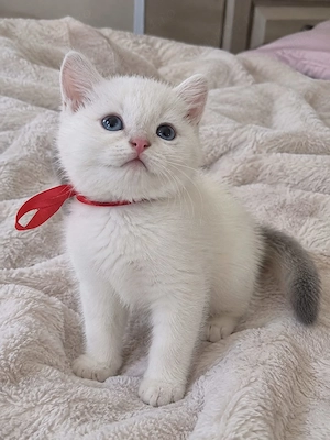 British Shorthair 