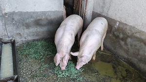 vand porci