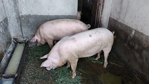 vand porci - imagine 2