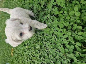 Pui de bichon maltez  - imagine 2