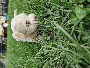 Pui de bichon maltez  - imagine 4
