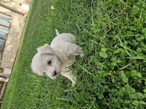 Pui de bichon maltez 
