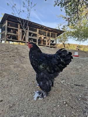 Disponibili doi cocoși Brahma din luna martie  - imagine 5