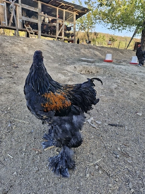 Disponibili doi cocoși Brahma din luna martie  - imagine 3