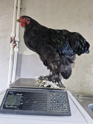 Disponibili doi cocoși Brahma din luna martie  - imagine 2