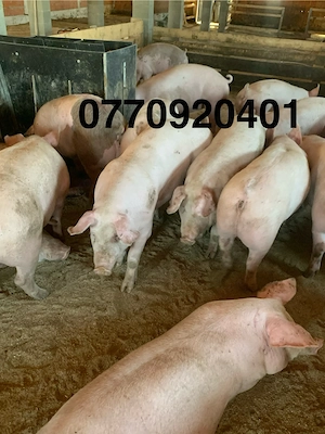 vand porci de carne