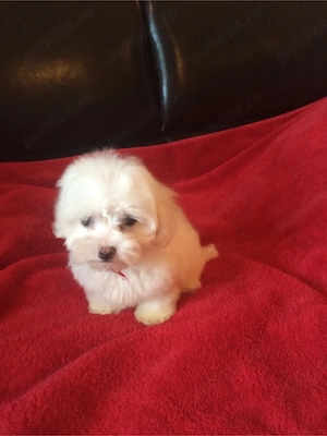 bichon maltez alb pufosenie 2 lunite - imagine 2