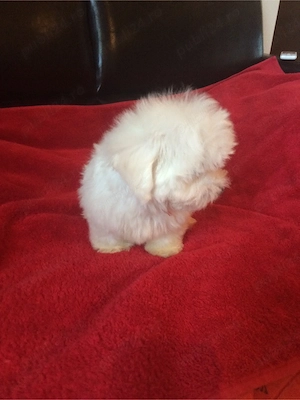 bichon maltez alb pufosenie 2 lunite - imagine 3