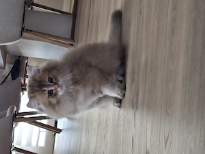British Longhair Motanel