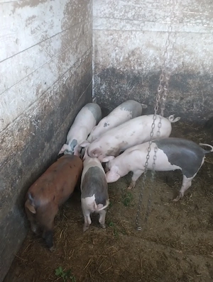 Purcei de vanzare
