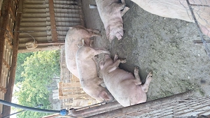 Porci sacrificat landras 