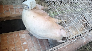 Porci sacrificat landras  - imagine 4