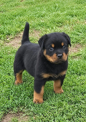 catelusi Rottweiler - imagine 3