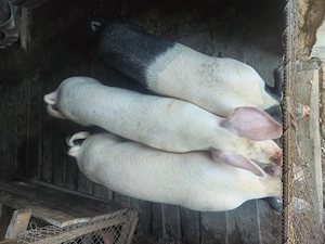 Porci de vanzare  - imagine 3