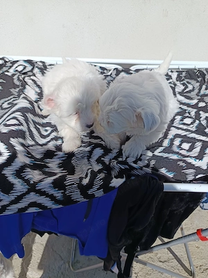 Pui bichon - imagine 4