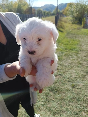 Pui bichon - imagine 2