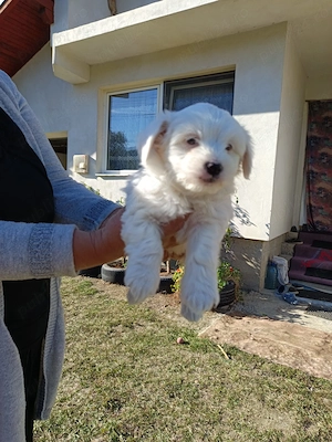 Pui bichon - imagine 3