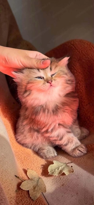  Pui British Shorthair & Longhair de vânzare   Craiova - imagine 2