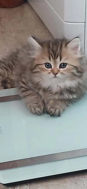  Pui British Shorthair & Longhair de vânzare   Craiova - imagine 3