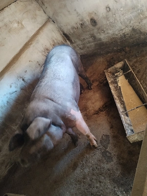 De Vânzare  porci bazna - imagine 2