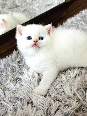 british shorthair 