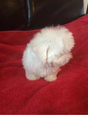 bichon maltez alb 8 saptamani
