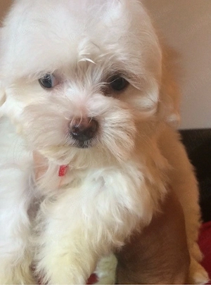 Bichon maltesee alb 8 saptamani