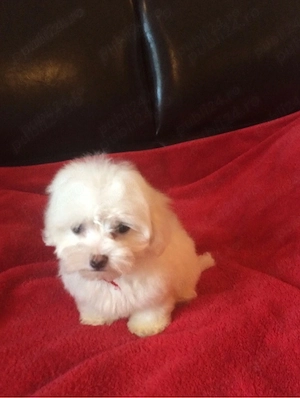 catelus bichon maltez alb 2 luni