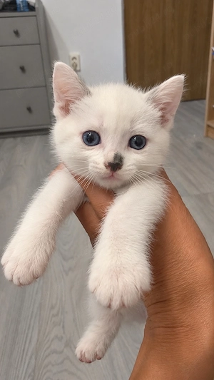 ragdoll diponibil