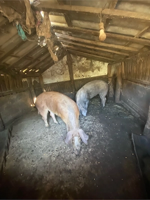 vand porci 3 bucati - imagine 2