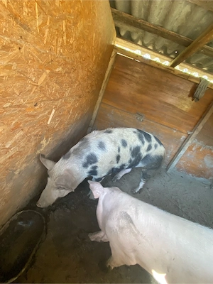 vand porc 