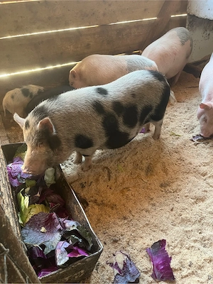 porci porci