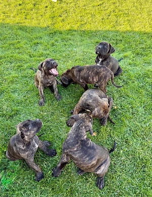 Căței Cane Corso - imagine 5