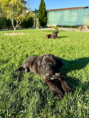 Căței Cane Corso