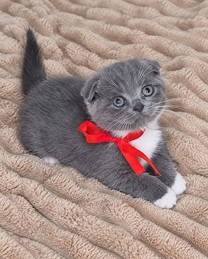  Scottish Fold 