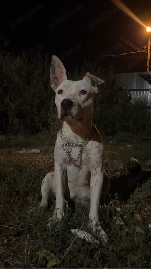 Vand catea American Bully - imagine 2
