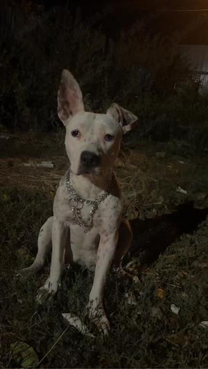 Vand catea American Bully
