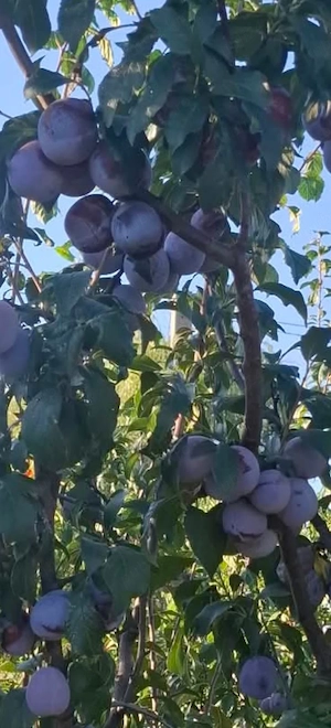 Vând țuică de prună curată 45 de grade din livada proprie